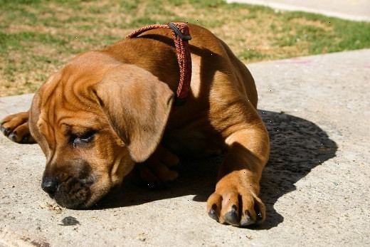 Hur övertyga dina föräldrar att låta dig få en liten hund. Gör en tankeväckande, innerlig presentation om varför du bör ha en hund.